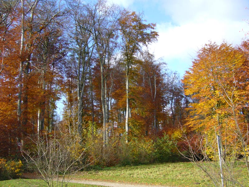 Herbstwald_Forest
