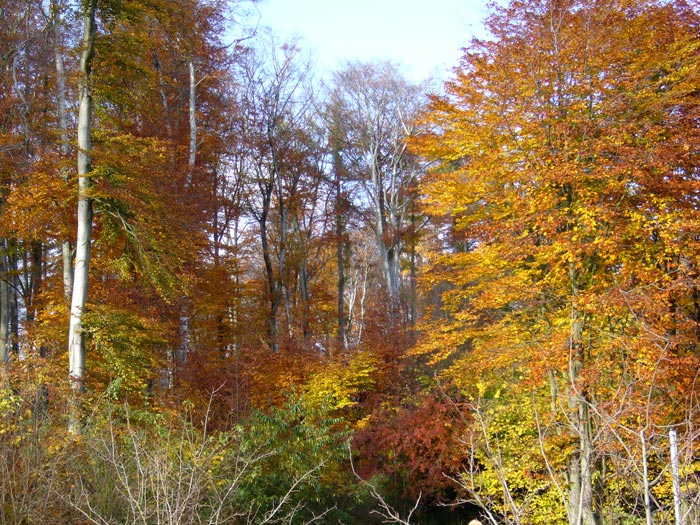 Herbstwald_3