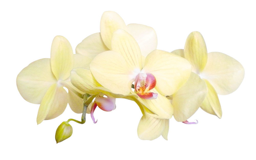 clipart orchideen kostenlos - photo #50