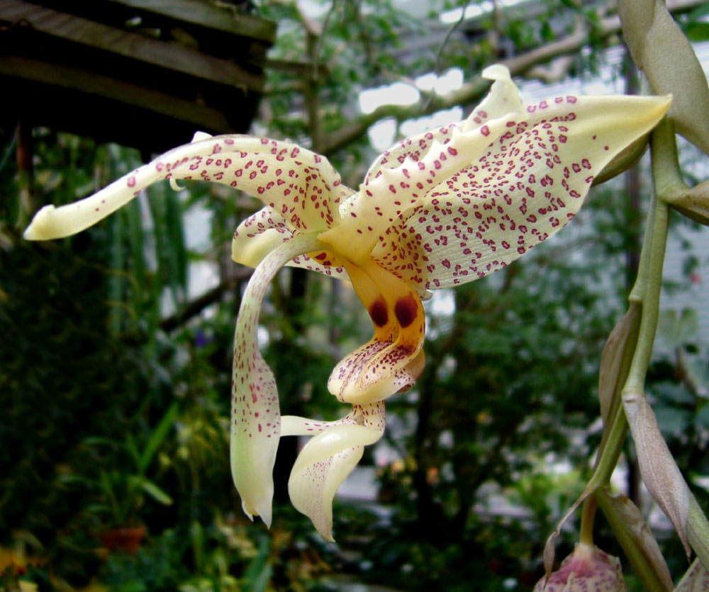 Stanhopea coulata Flowers