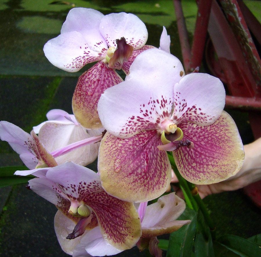Vanda sanderiana Orchidee
