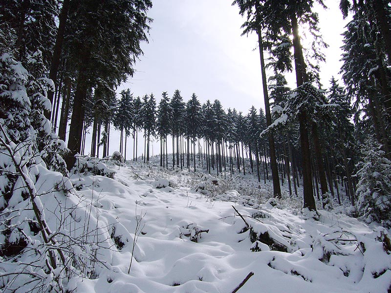 Verschneiter Wald